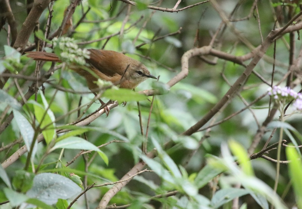 Cinnamon Bracken-Warbler - ML139561211