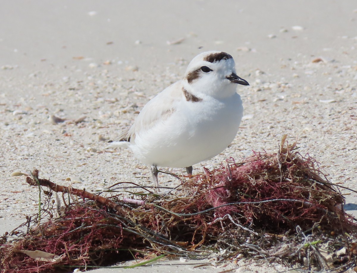 Snowy Plover - ML139561451