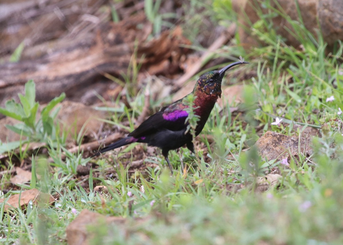 Tacazze Sunbird - ML139561681