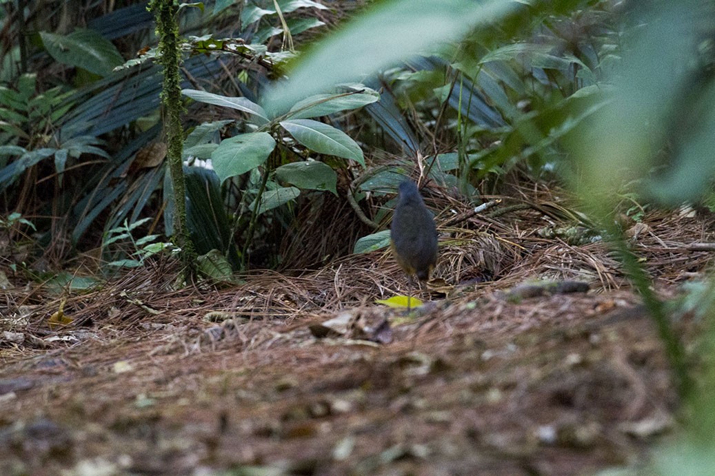 Moustached Antpitta - ML139561871