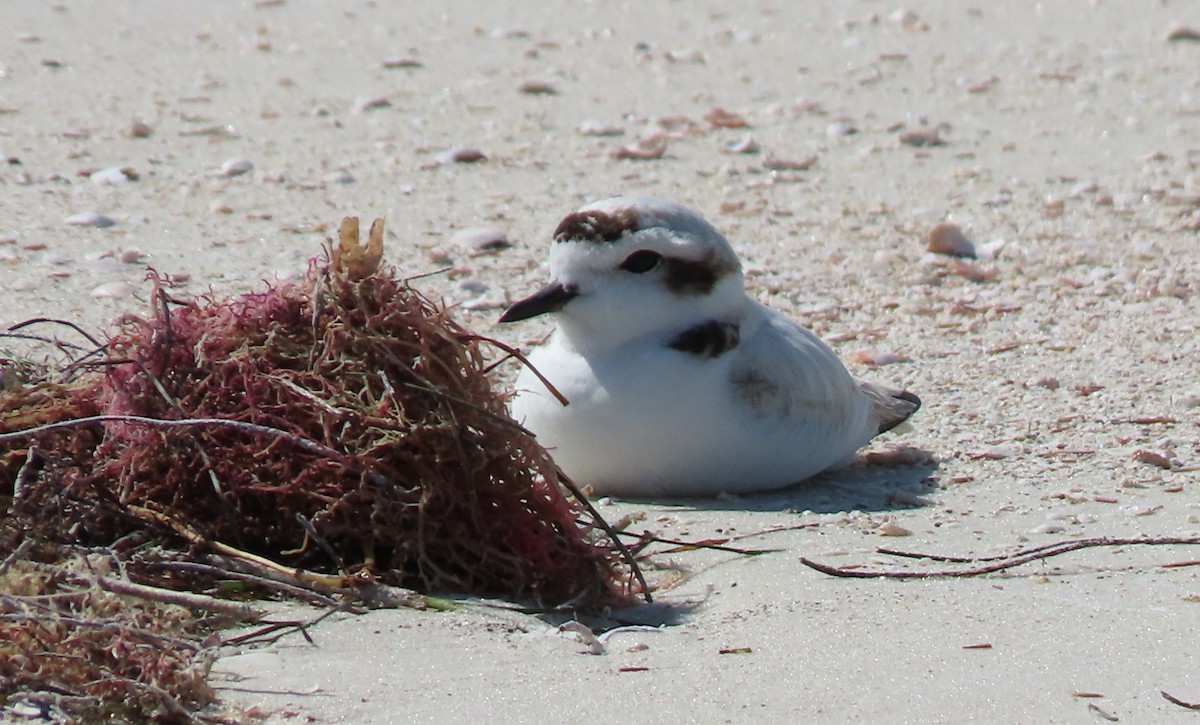 Snowy Plover - ML139562051