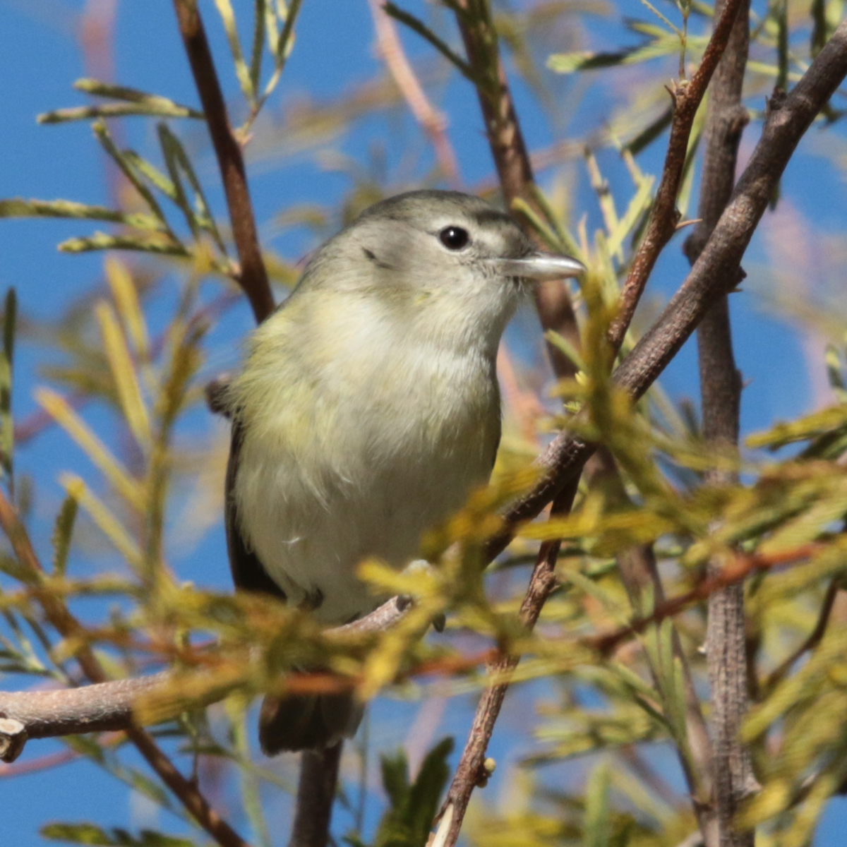 krattvireo - ML139562201