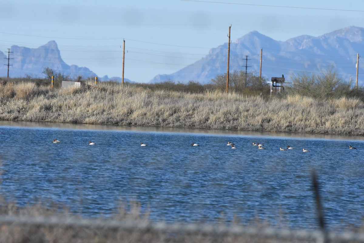 Canvasback - Chris Rohrer