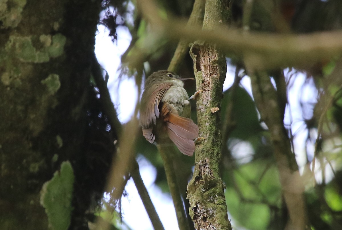 Cabanis's Greenbul - ML139563691