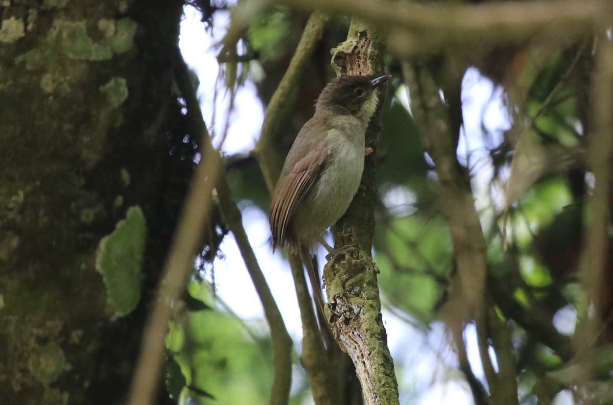 Cabanis's Greenbul - Jason Fidorra