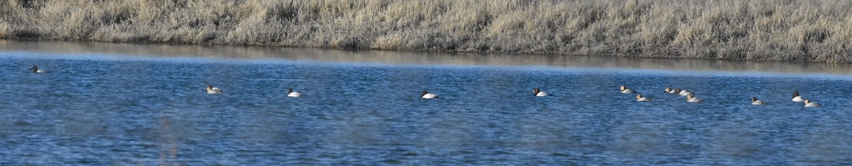 Canvasback - Chris Rohrer