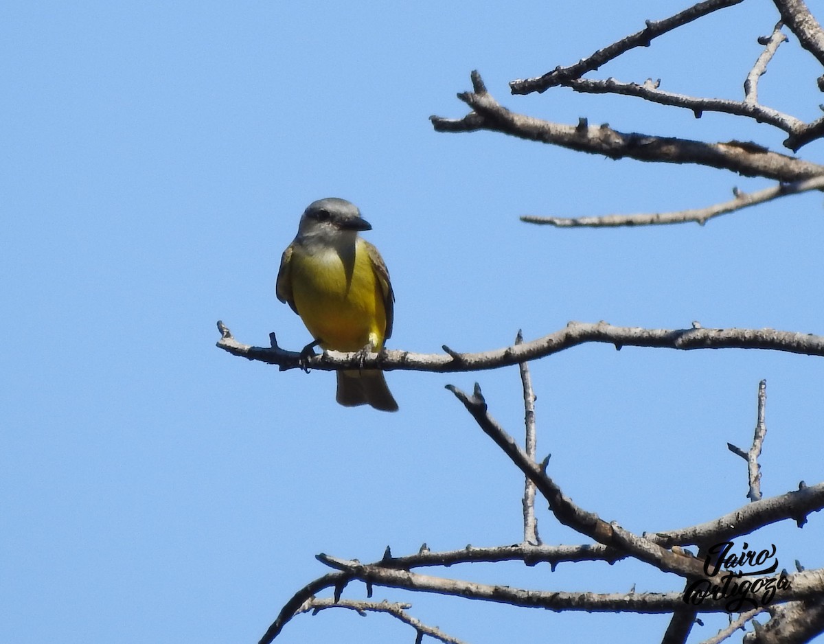 Tropical Kingbird - ML139565451