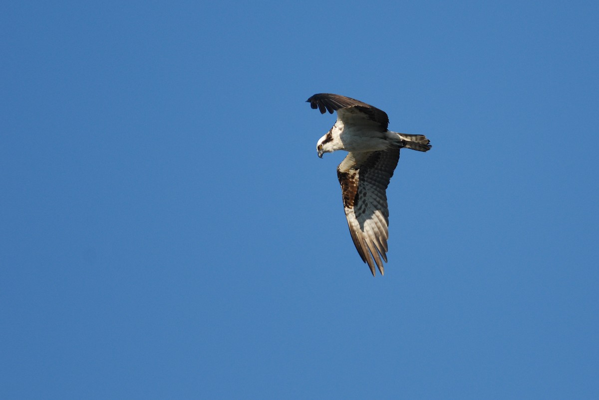 Águila Pescadora - ML139567851