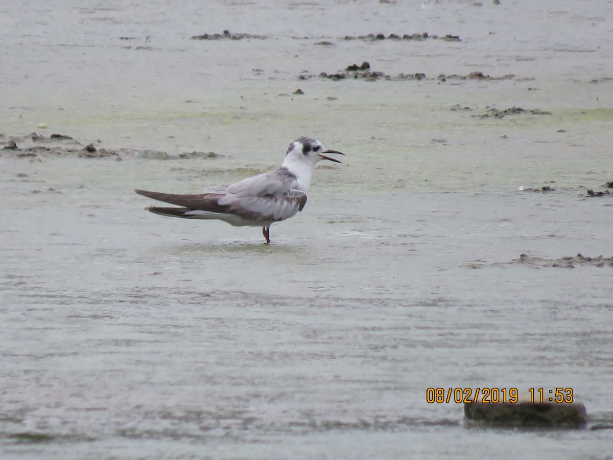 White-winged Tern - ML139568431