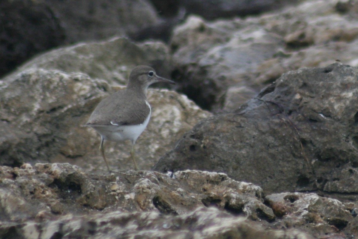 Spotted Sandpiper - ML139568731