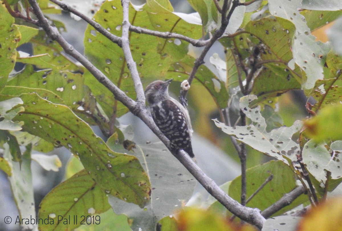 Brown-capped Pygmy Woodpecker - ML139569731