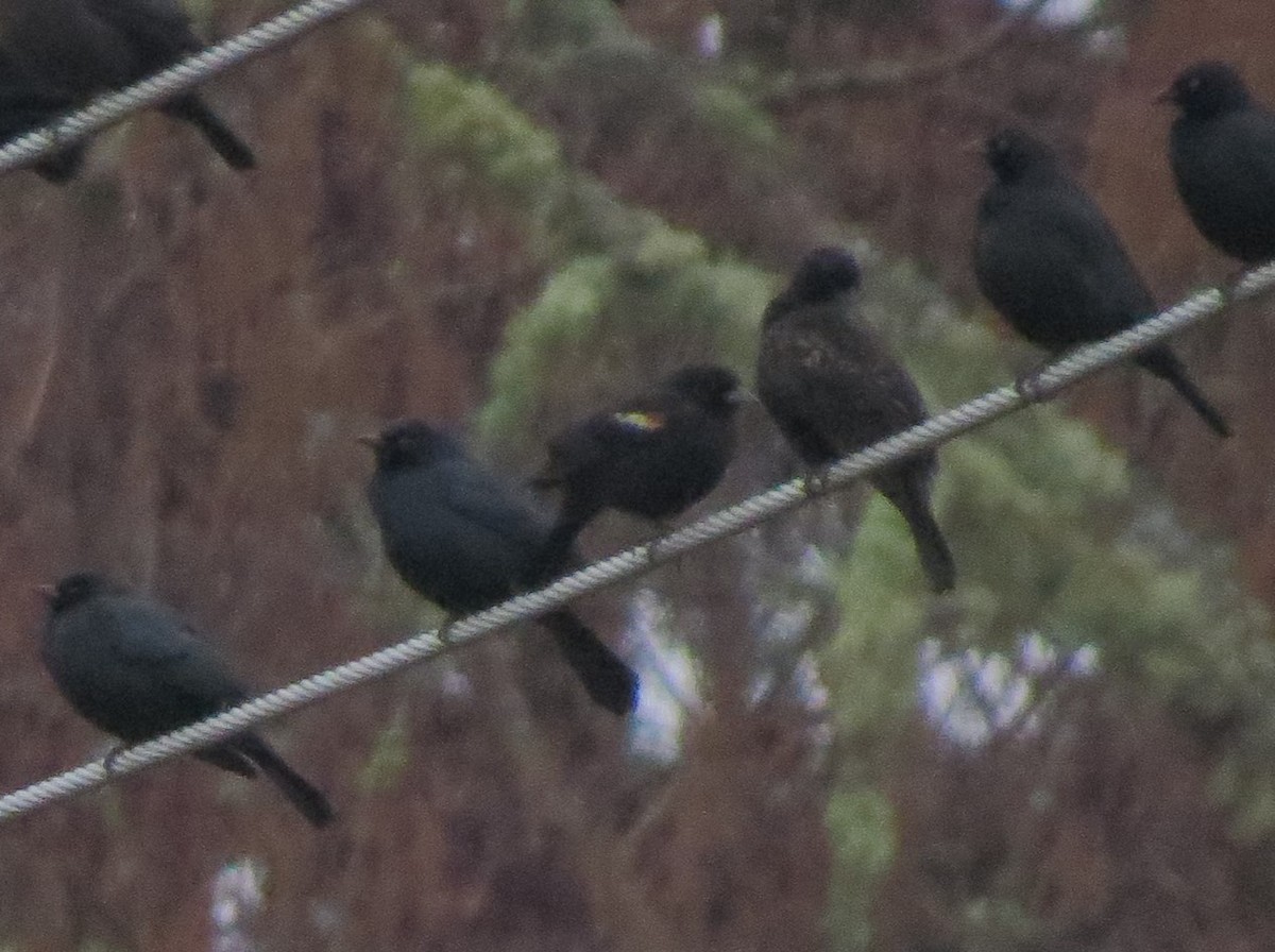 Tricolored Blackbird - ML139569931