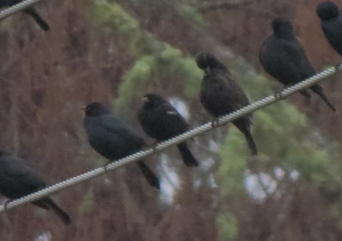 Tricolored Blackbird - ML139569941