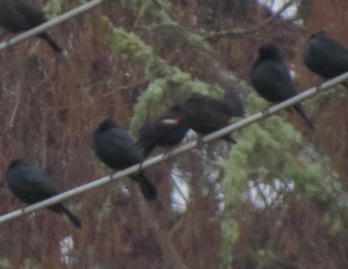 Tricolored Blackbird - ML139569951