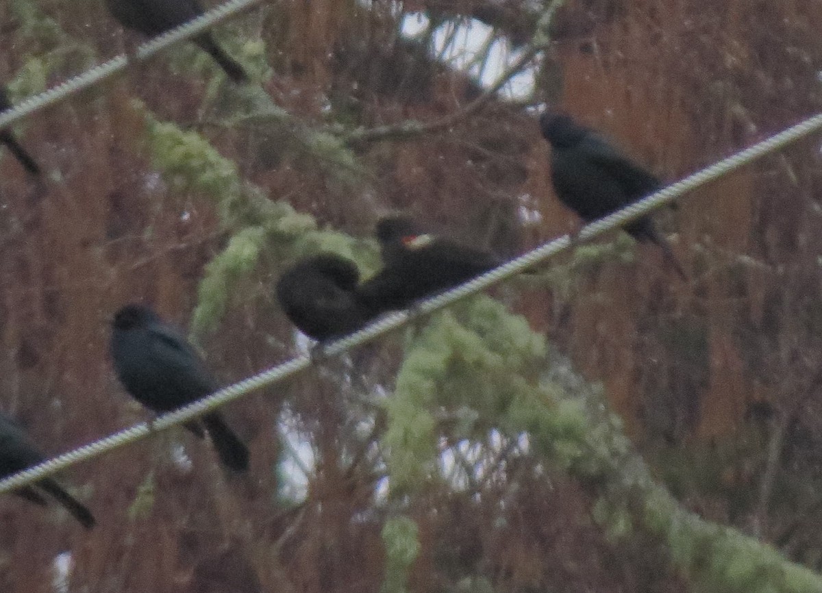 Tricolored Blackbird - ML139569961