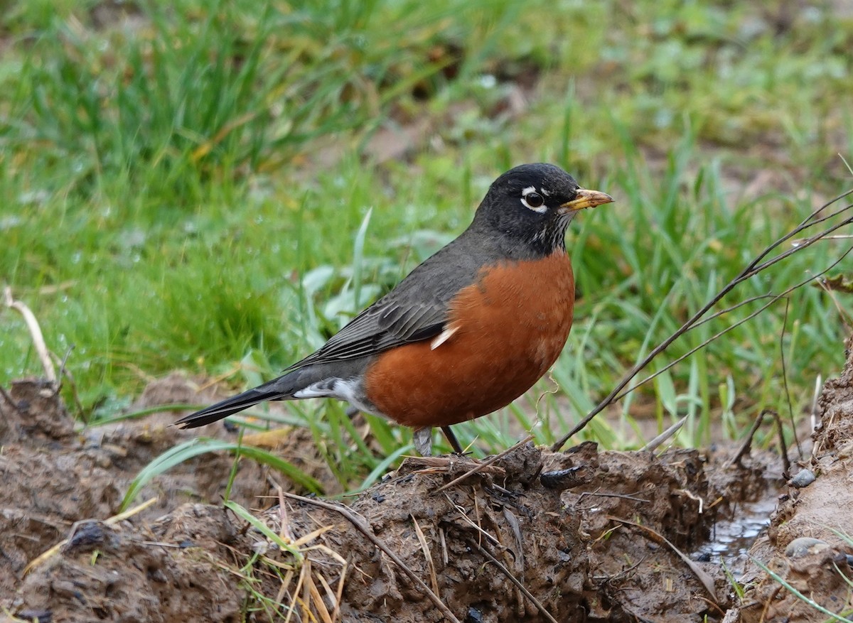 American Robin - Matthew Hunter