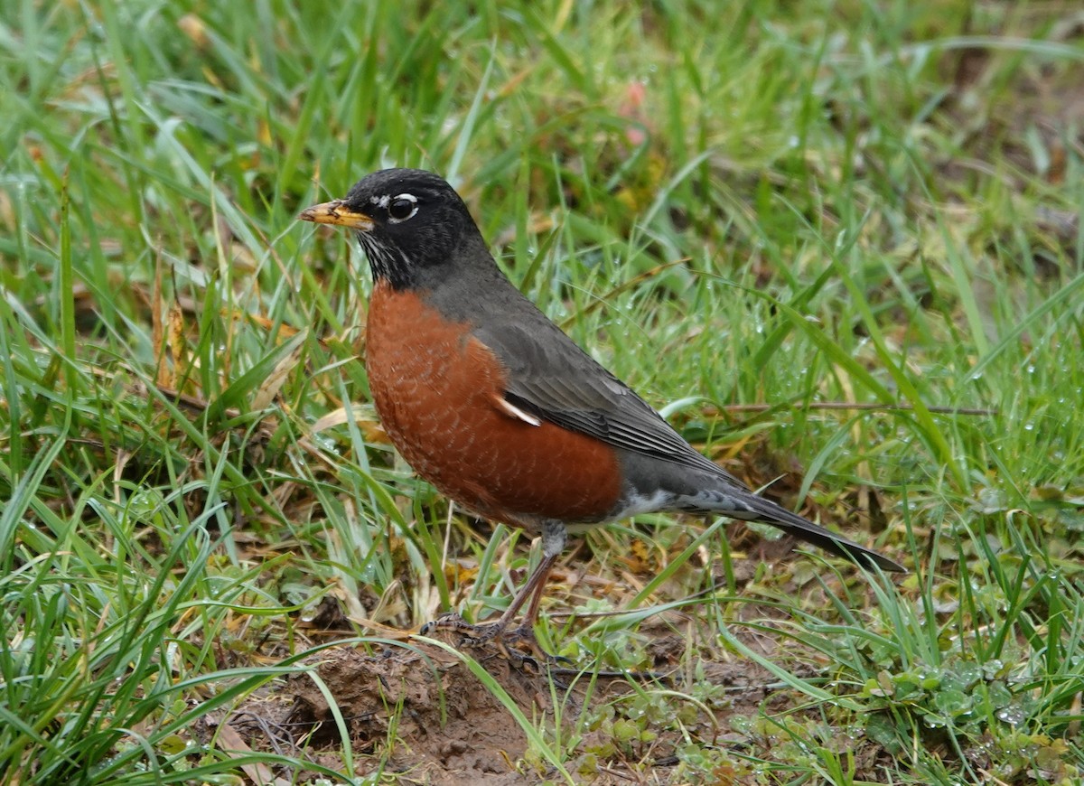 American Robin - Matthew Hunter