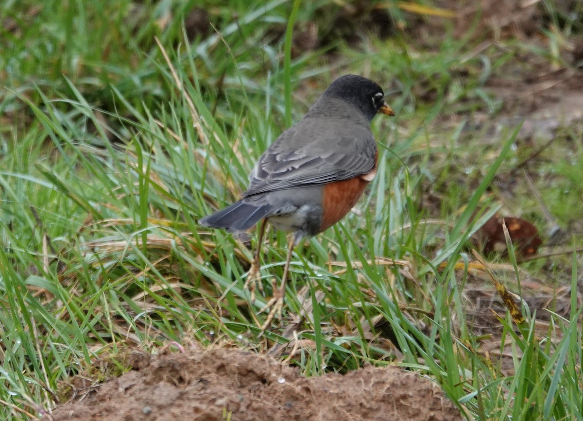 American Robin - Matthew Hunter