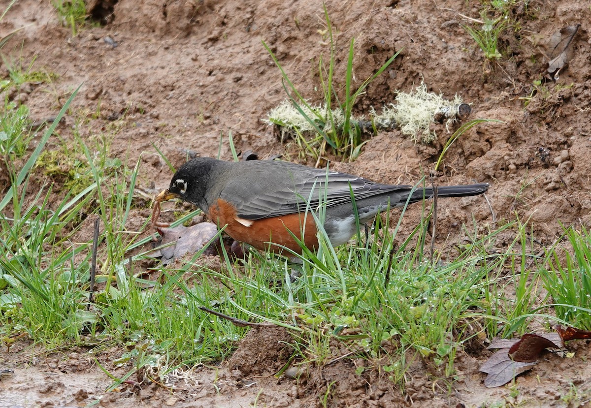 American Robin - Matthew Hunter