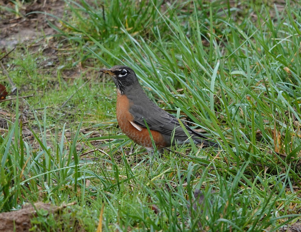 American Robin - Matthew Hunter