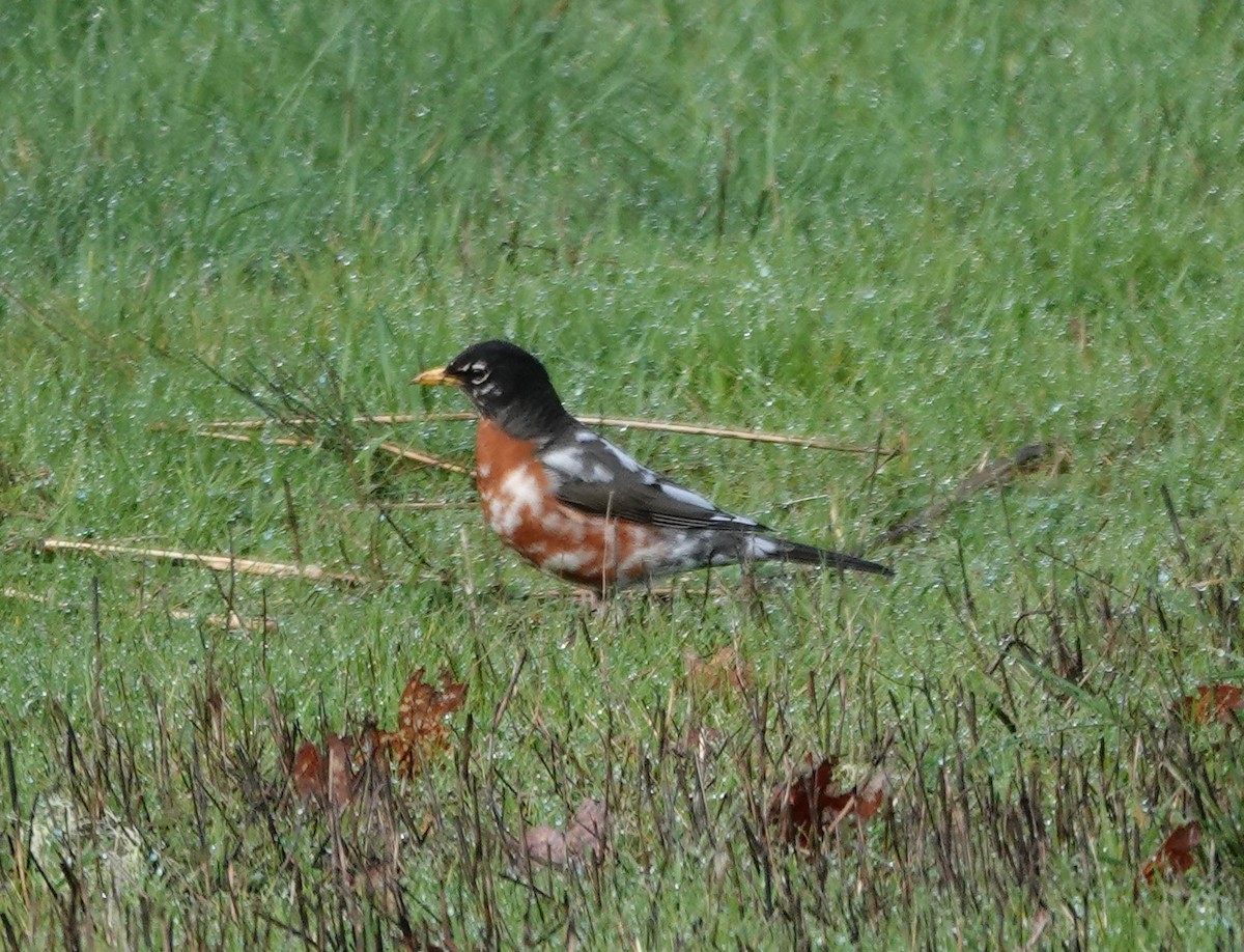 American Robin - Matthew Hunter