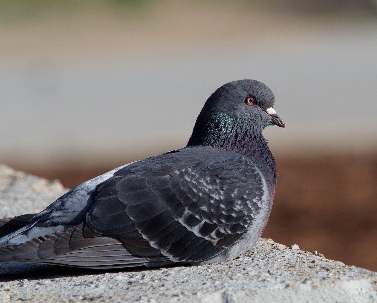 Rock Pigeon (Feral Pigeon) - ML139572531