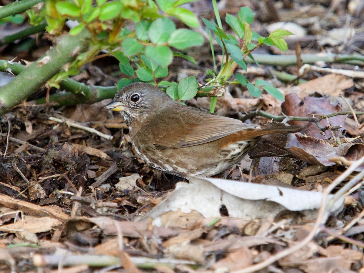 Fox Sparrow - ML139572541