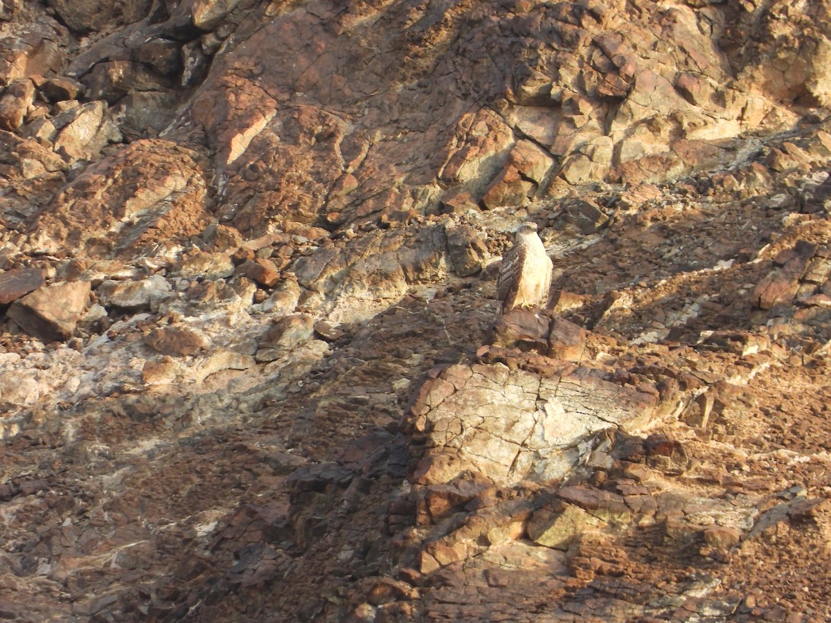 Eurasian Goshawk - Sami Majeed