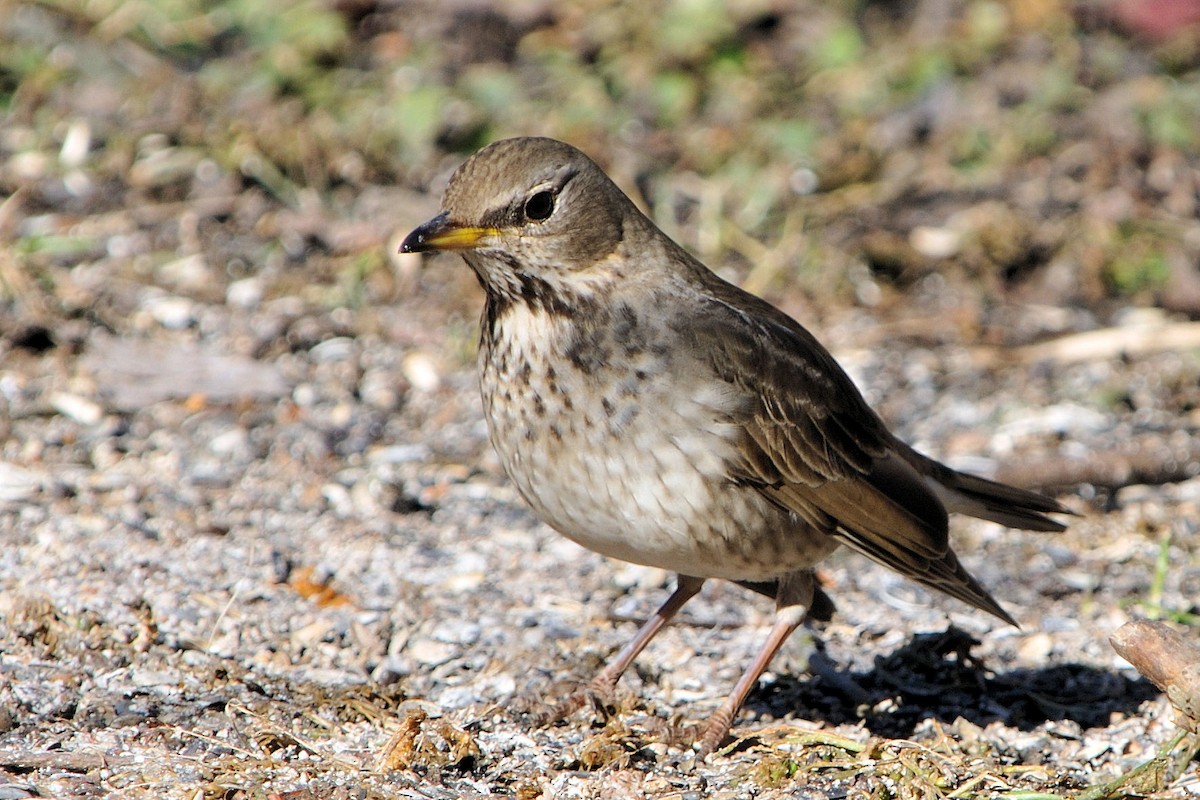 Black-throated Thrush - Hans Norelius