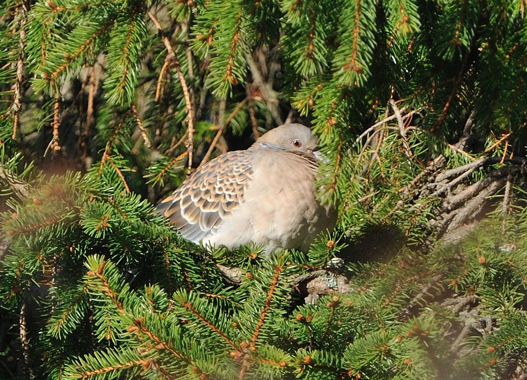 Oriental Turtle-Dove - ML139572931