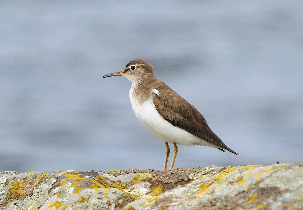 Common Sandpiper - ML139573191