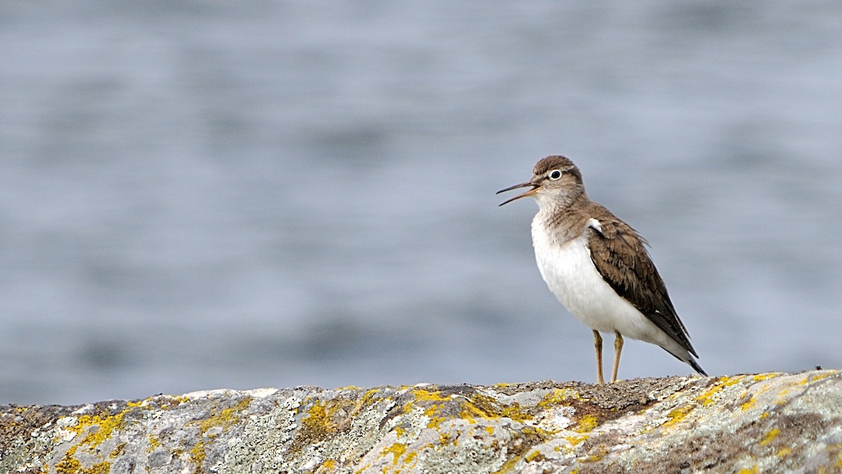 Common Sandpiper - ML139573201