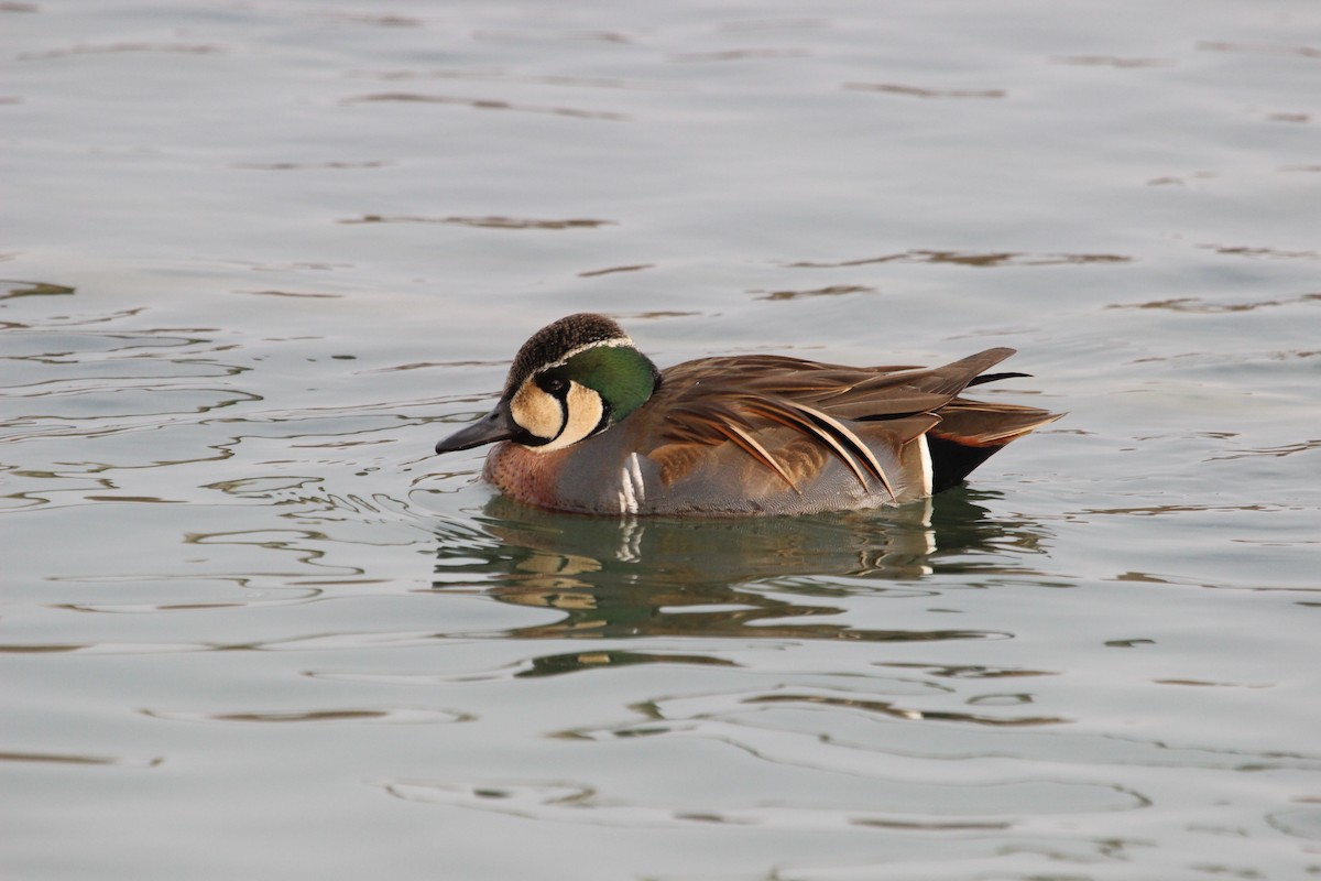 Baikal Teal - ML139574401