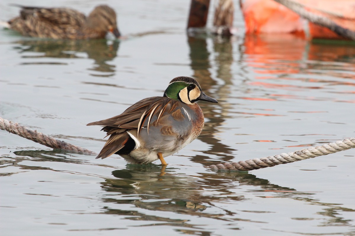 Baikal Teal - ML139574411