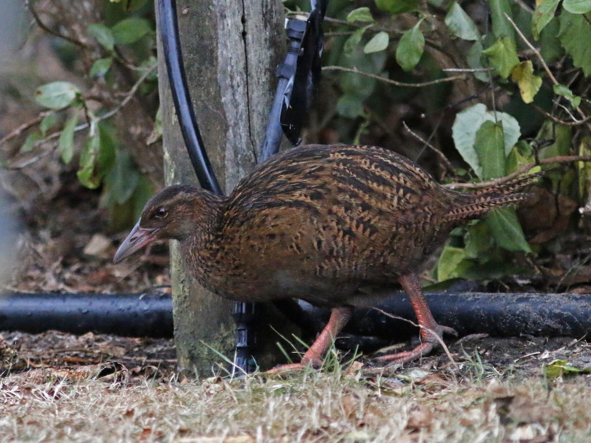 Weka - ML139575131
