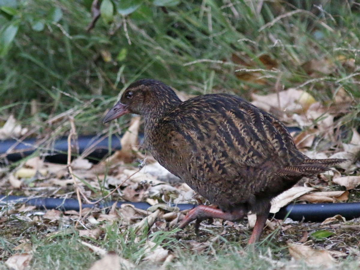 Weka - ML139575161