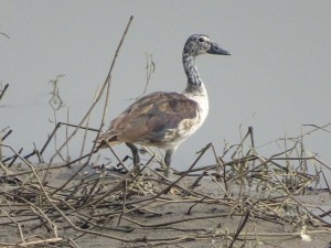 Knob-billed Duck - ML139575231