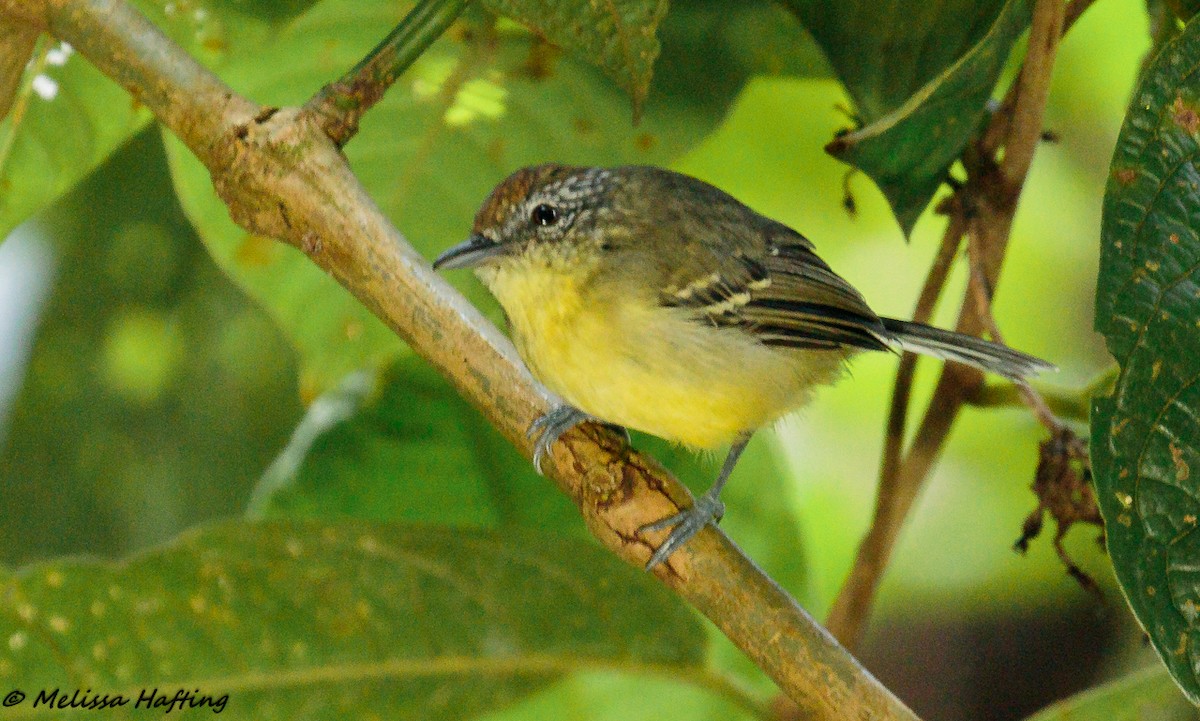 Yellow-breasted Antwren - ML139575311