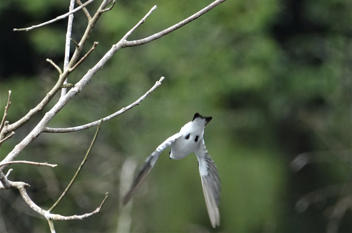 White-winged Swallow - ML139575321