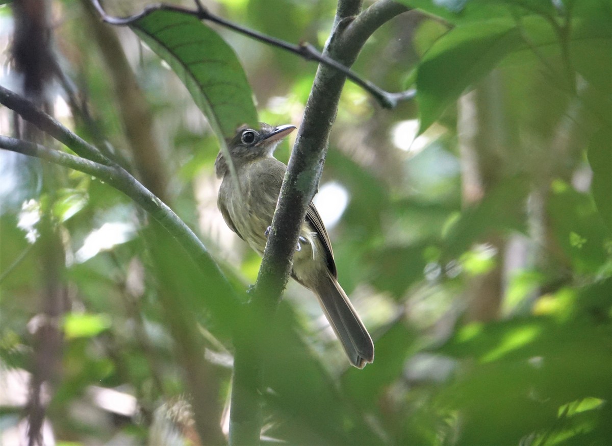 Western/Eastern Olivaceous Flatbill - ML139575381