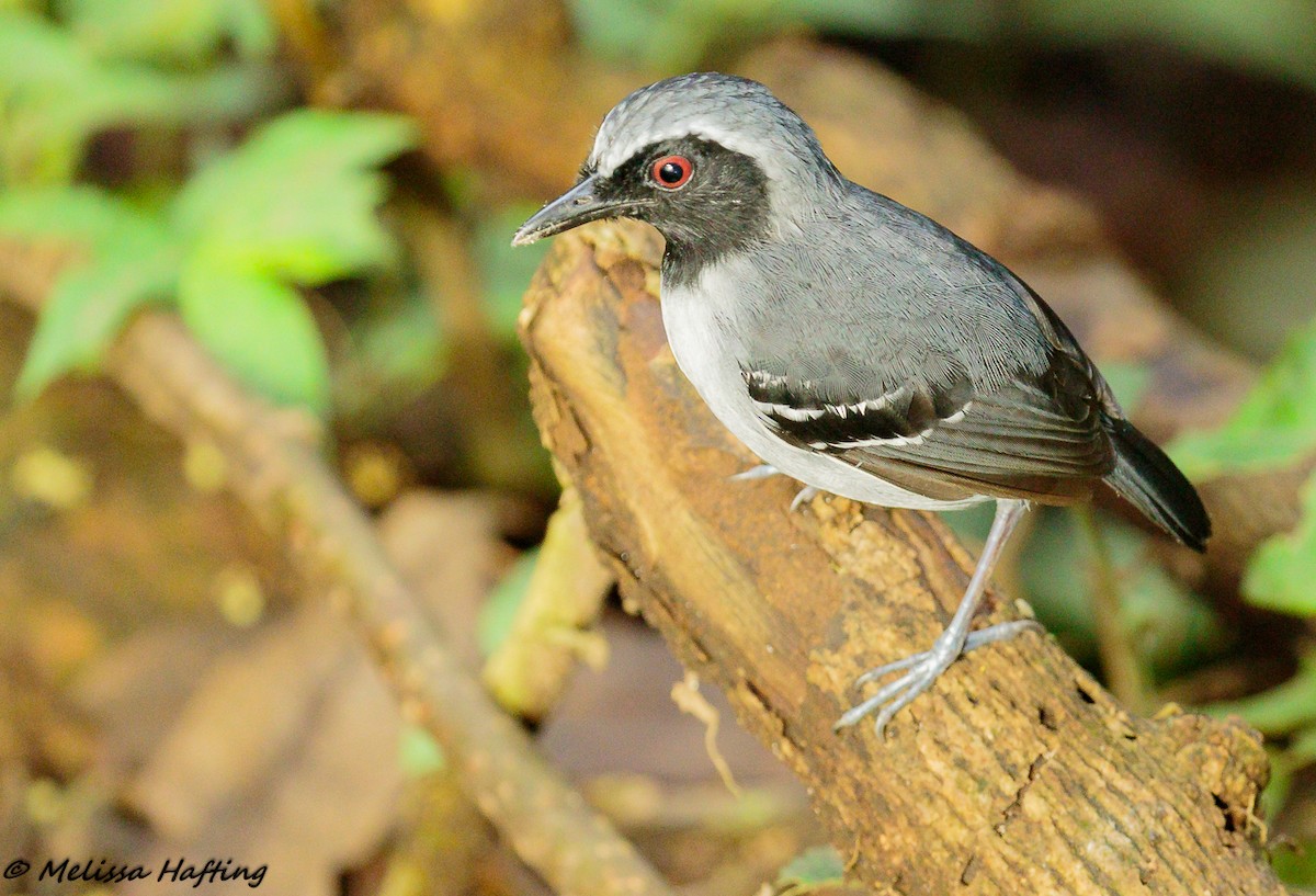 Black-faced Antbird - ML139575451