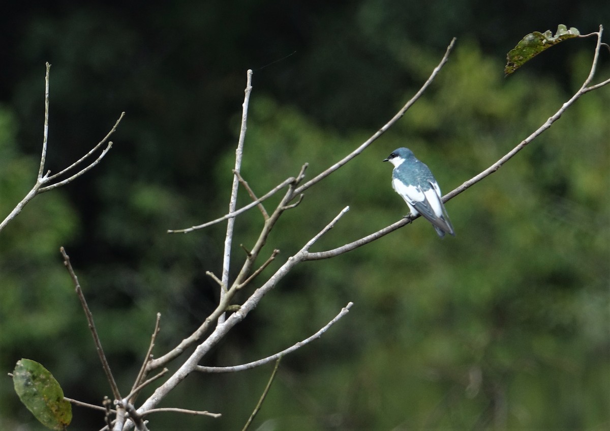 White-winged Swallow - ML139575501