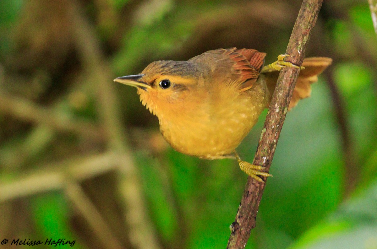 Buff-fronted Foliage-gleaner - Melissa Hafting