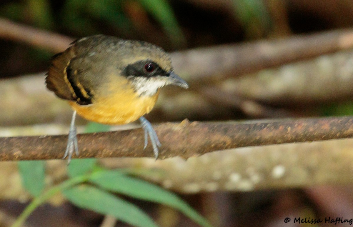 Black-faced Antbird - ML139576001