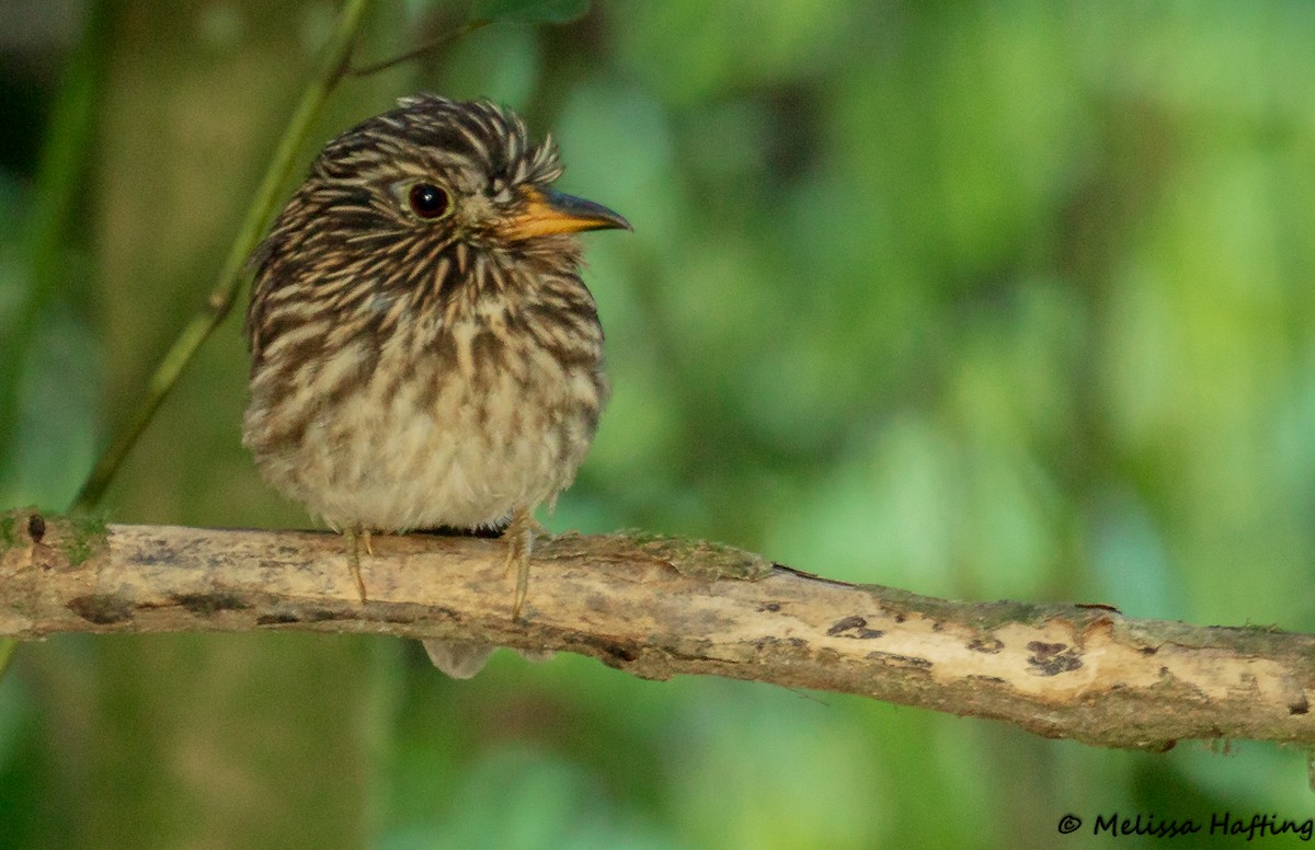 White-chested Puffbird - Melissa Hafting