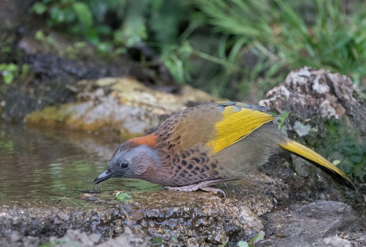 Assam Laughingthrush - ML139576771