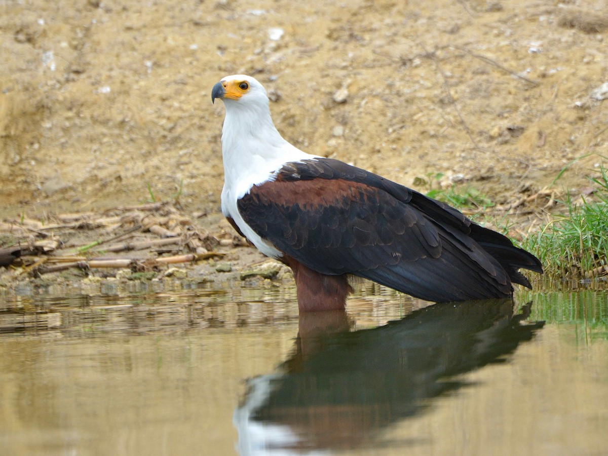 African Fish-Eagle - ANDRÉS SERRANO LAVADO