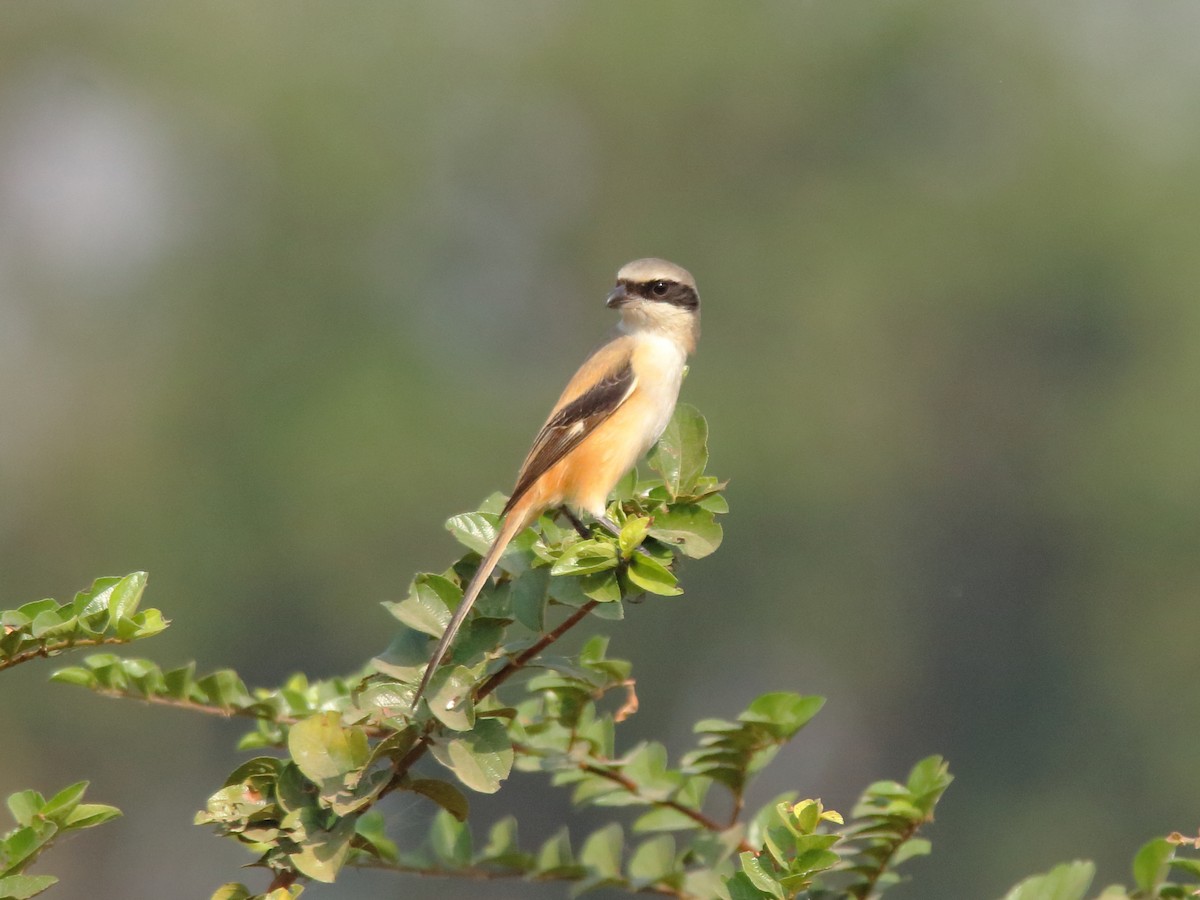 Long-tailed Shrike - ML139579431