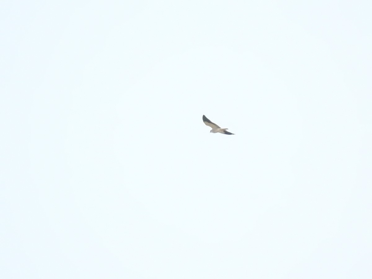 Black-winged Kite - ML139579851