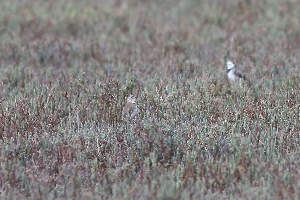 White-fronted Chat - ML139579911